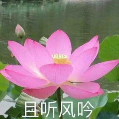 42982金牛网论坛app下载